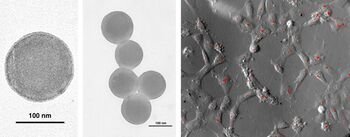 Nematomi naviko laiškai: kaip glioblastoma kalbasi su smegenimis