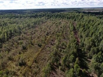 Atkuriamas Žaliasis raistas – sovietmečiu sunaikinta pelkė Kaišiadorių rajone (Atnaujinta)