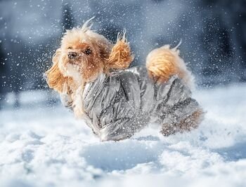 Šalčiai dar nesitraukia – nepamirškite pasirūpinti augintiniais: praktiški ir nebrangūs būdai, kaip tai padaryti