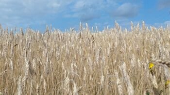 Lietuvoje 2025 m. – ryškus ekologinės gamybos augimo šuolis