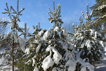 Kodėl žiema – geriausias metas pasirūpinti jaunu mišku?