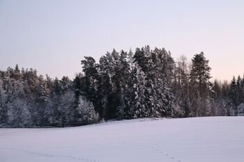 Miškininkai: tokia žiema naudinga miškams, tačiau reikalingi ir žmogaus veiksmai
