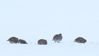 Miškininkai imasi iniciatyvos –  gelbėja sudėtingomis sąlygomis žiemojančias kurapkas