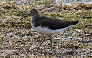 Šalies miškuose pagausėjo retų paukščių: pradėtas skaičiuoti Miško paukščių indeksas (Atnaujinta)
