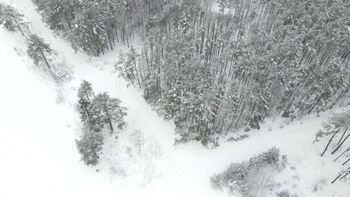 Artėjant kirtimų ribojimams, suaktyvėjo miško savininkai: ženkliai padaugėjo miškotvarkos projektų (Atnaujinta)