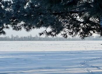 Žiema be dramų? Žiemkenčių situacija