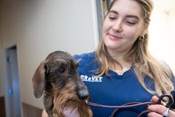 Šunys ir katės Vilniuje jau turi specializuotą odontologijos centrą: čia gydo keturkojų burnos navikus ir net koreguoja sąkandį breketais