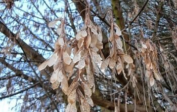 Speiguota žiema invazinių medžių neišnaikins: specialistai ragina imtis nuoseklios kontrolės