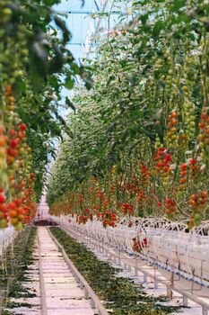 Pirmojo lietuviškų pomidorų derliaus šalčiai nepabaidė: moderniuose šiltnamiuose vasara buvo užtikrinta net per speigus