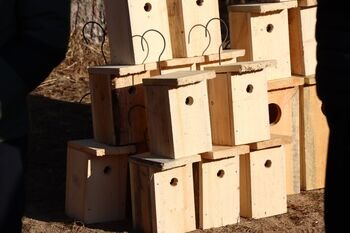 Namai sugrįžtantiems paukščiams: ką reikia žinoti prieš keliant inkilus (Atnaujinta)