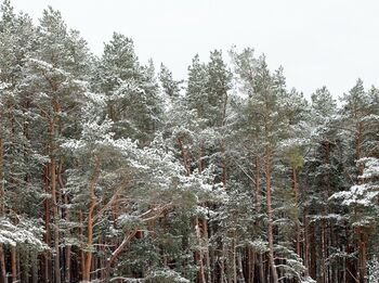 Kodėl Lietuvos miškai plečiasi lėčiau nei prieš dešimtmetį?