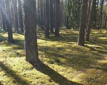 Lietuvos miškų sveikata: kokia jos būklė šiandien?
