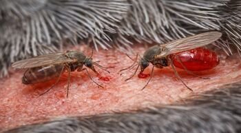 Nematomas kraujo parazitų pavojus laukinėje gamtoje