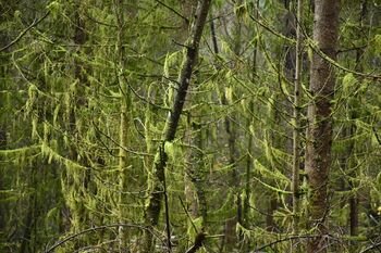 Miško darbai „Natura 2000“ teritorijose: mitai ir realybė
