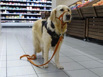 Šunys pagalbininkai viešose vietose: kaip elgtis pamačius juos parduotuvėje?