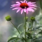 2026 metų vaistiniu augalu Lietuvoje išrinkta rausvažiedė ežiuolė