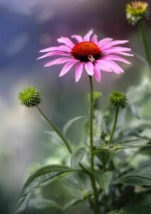 2026 metų vaistiniu augalu Lietuvoje išrinkta rausvažiedė ežiuolė