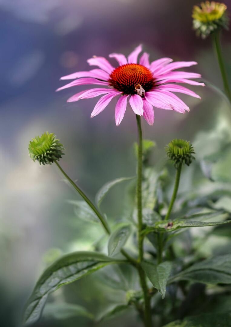 2026 metų vaistiniu augalu Lietuvoje išrinkta rausvažiedė ežiuolė