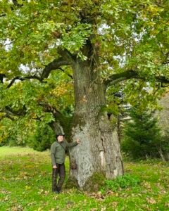 Arboristas Renaldas Žilinskas: „Ne pasodinti reikia, o užauginti“. Specialistas paaiškina, kokią vertę kuria brandūs medžiai ir kaip juos prižiūrėti