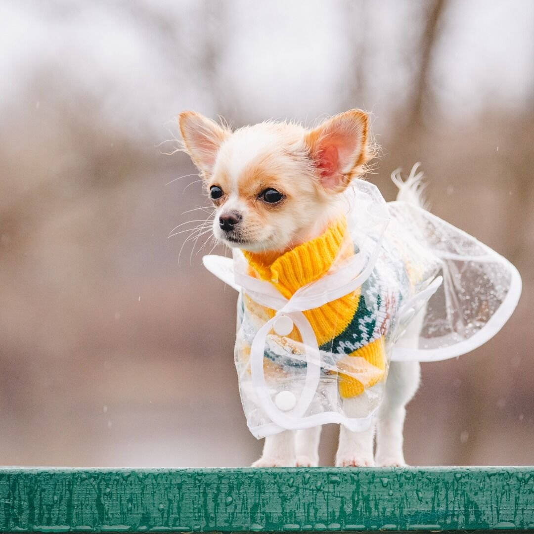 Augintinių drabužiai – ne tik stiliaus detalė: kada jų tikrai reikia ir kaip išsirinkti?