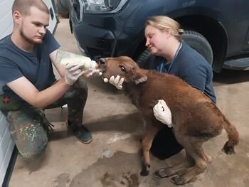 Nuo sužeistų gandrų iki konfiskuotų tigrų: LSMU Laukinių gyvūnų globos centras sieks plėsti pagalbą visoje Lietuvoje