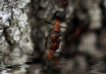 Besiruošiantiems tekinti sulą – miškininkai primena svarbiausias taisykles