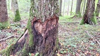 Nauji duomenys iš Lietuvos miškų: daugiausiai gyvybės slypi ten, kur jos mažiausiai tikimasi
