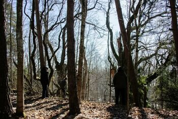 Tarptautinė miškų diena: VMU kviečia į nemokamus miško terapijos užsiėmimus