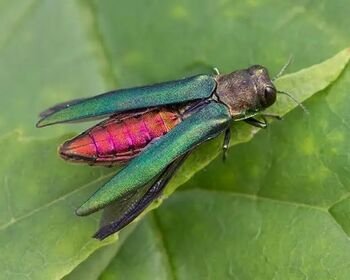 Kenkėjas artėja Lietuvos sienos link: ar išsaugosime savo uosius?