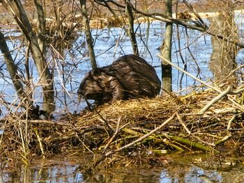 Bebrai – gamtos inžinieriai, kurių pavasarinė veikla kelia iššūkių