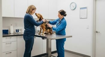 Ką apie gyvūnų sveikatą verta žinoti kiekvienam augintinio šeimininkui? (Atnaujinta)