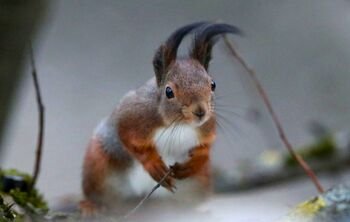 Prasidėjo laikotarpis, kai žmogaus veikla miškuose griežtai ribojama (Atnaujinta)