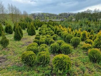 Artėjant sodinimo sezonui – specialistų patarimai, kaip išsirinkti augalus
