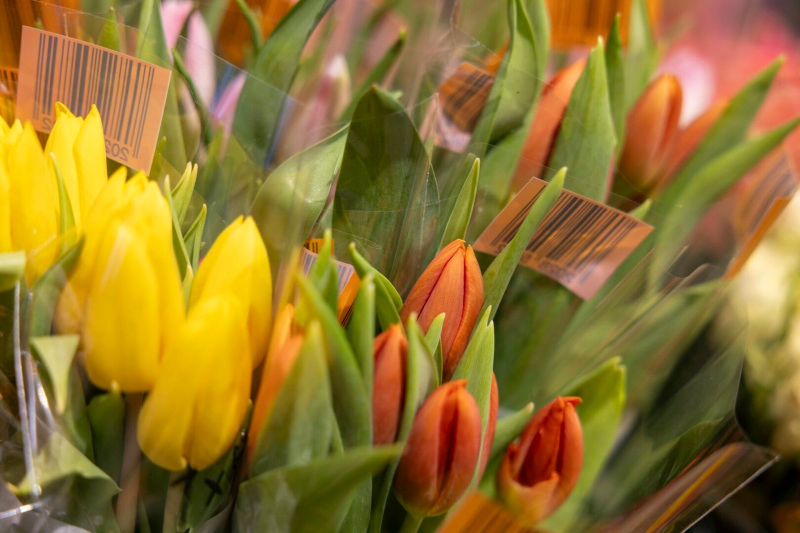 Planuojantiems savaitgalį minėti šventiškai: itin žema „Lidl“ kaina tulpėms ir išskirtinė papildoma nuolaida visoms prekėms