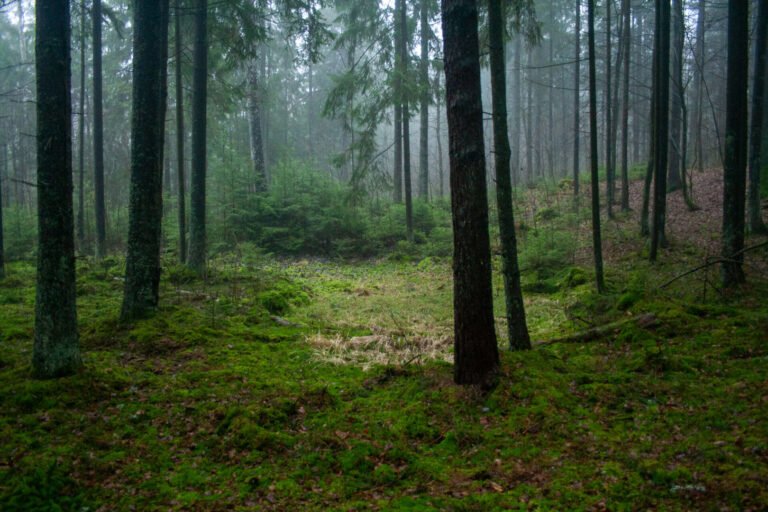 8,5 iš 10 taromatuose „Sengirės fondui“ paaukotų eurų jau ošia miškais