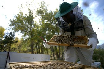 Tai, kas vyksta avilyje, pribloškė net mokslininkus: atskleistas nematytas bičių pasaulis