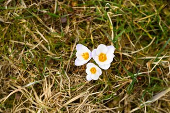 Premjerė sveikina Lietuvos ir pasaulio žydus Pesacho proga