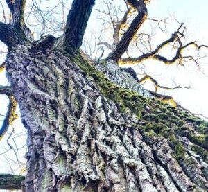 Europos metų medis atkreipia dėmesį į Lietuvą: jauniems ąžuolams būtina žmogaus pagalba