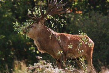 Filmo „Sugrįžimas“ („Wilding“) peržiūra ir diskusija apie dažnai pamirštą aplinkosaugos temą – dirvožemį