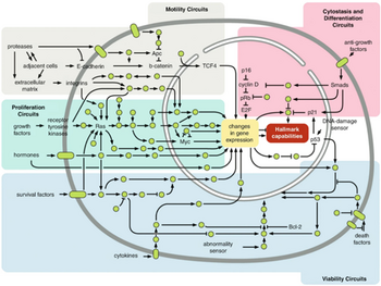 VU mokslininkai ieško naujų būdų kasos vėžiui gydyti