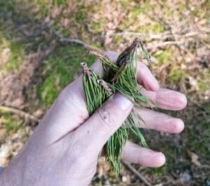 Pušynų kenkėjų kirpikų populiacija peršoko daugiametį vidurkį: kokie regionai turi būti budrūs?