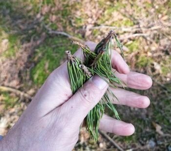 Pušynų kenkėjų kirpikų populiacija peršoko daugiametį vidurkį: kokie regionai turi būti budrūs?