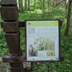 Lietuvos agrarinių ir miškų mokslų centro tyrimas: saugomuose liepynuose aptikta gausios vabzdžių bendrijos ir aukšta mažalapės liepos genetinė įvairovė