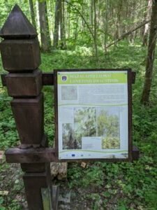 Lietuvos agrarinių ir miškų mokslų centro tyrimas: saugomuose liepynuose aptikta gausios vabzdžių bendrijos ir aukšta mažalapės liepos genetinė įvairovė