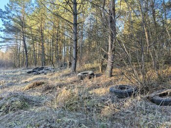 Raseinių ir Akmenės miškuose aptiktos pavojingos atliekos: padangos ir automobilių kuro bakai
