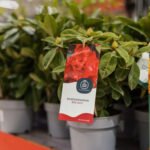 Norite, kad sodinukai sklandžiai prigytų ir džiugintų akį? Ekspertė pataria, į ką atkreipti dėmesį