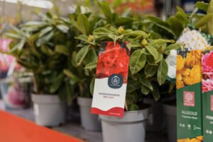 Norite, kad sodinukai sklandžiai prigytų ir džiugintų akį? Ekspertė pataria, į ką atkreipti dėmesį