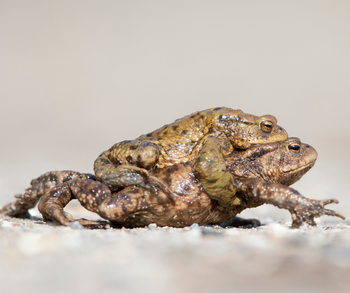 Kruvini blyneliai ant kelio: kaip apsaugoti valiagyvius?