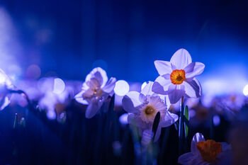 Narcizų žydėjimo šventė Druskininkuose – milijonas žiedų ir įspūdžių