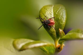 Pirmieji erkinio encefalito simptomai dažnai painiojami su peršalimu: gydytoja įspėja nepraleisti svarbių signalų